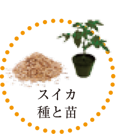 メロンの種 苗 感動メロン メロンの種 苗 感動メロン